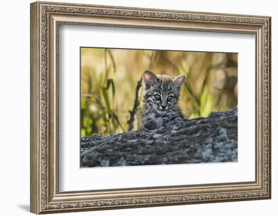 Geoffroy's cat, (Leopardus geoffroyi) Calden Forest, La Pampa, Argentina-Gabriel Rojo-Framed Photographic Print