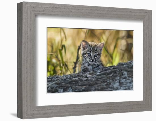 Geoffroy's cat, (Leopardus geoffroyi) Calden Forest, La Pampa, Argentina-Gabriel Rojo-Framed Photographic Print