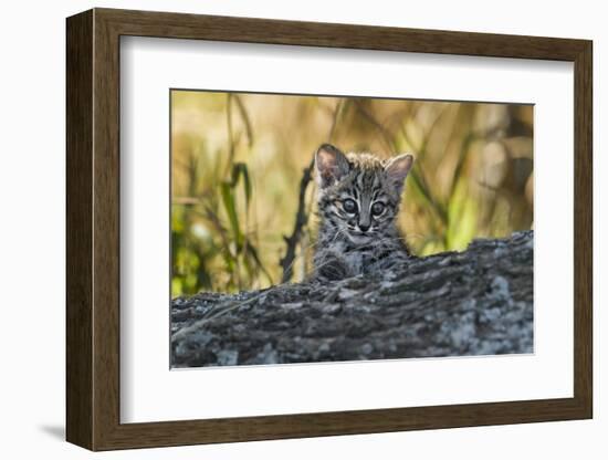 Geoffroy's cat, (Leopardus geoffroyi) Calden Forest, La Pampa, Argentina-Gabriel Rojo-Framed Photographic Print