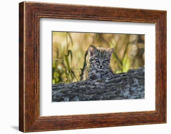 Geoffroy's cat, (Leopardus geoffroyi) Calden Forest, La Pampa, Argentina-Gabriel Rojo-Framed Photographic Print