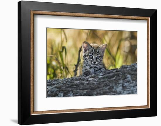 Geoffroy's cat, (Leopardus geoffroyi) Calden Forest, La Pampa, Argentina-Gabriel Rojo-Framed Photographic Print