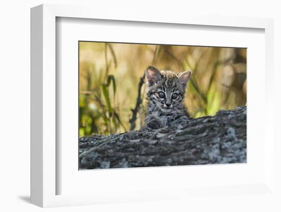 Geoffroy's cat, (Leopardus geoffroyi) Calden Forest, La Pampa, Argentina-Gabriel Rojo-Framed Photographic Print