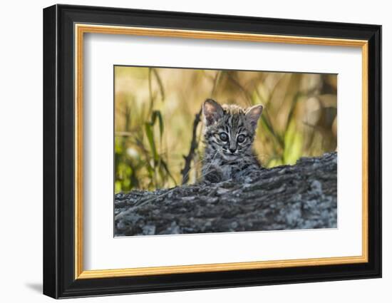 Geoffroy's cat, (Leopardus geoffroyi) Calden Forest, La Pampa, Argentina-Gabriel Rojo-Framed Photographic Print