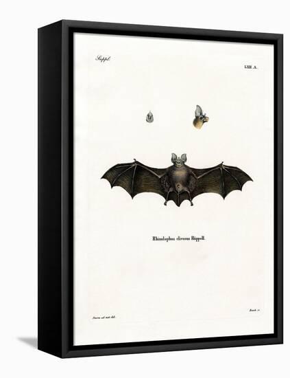 Geoffroy's Horseshoe Bat-null-Framed Premier Image Canvas