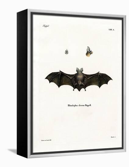 Geoffroy's Horseshoe Bat-null-Framed Premier Image Canvas