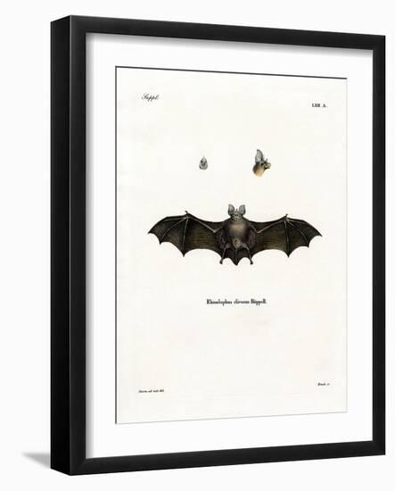 Geoffroy's Horseshoe Bat-null-Framed Giclee Print