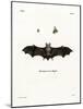 Geoffroy's Horseshoe Bat-null-Mounted Giclee Print