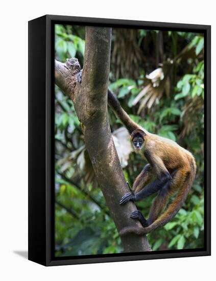 Geoffroy's Spider Monkey, Costa Rica-Andres Morya Hinojosa-Framed Premier Image Canvas