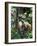 Geoffroy's Spider Monkey, Costa Rica-Andres Morya Hinojosa-Framed Photographic Print