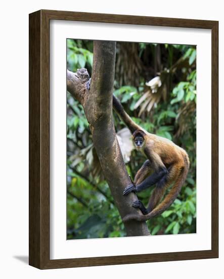 Geoffroy's Spider Monkey, Costa Rica-Andres Morya Hinojosa-Framed Photographic Print