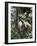 Geoffroy's Spider Monkey, Costa Rica-Andres Morya Hinojosa-Framed Photographic Print