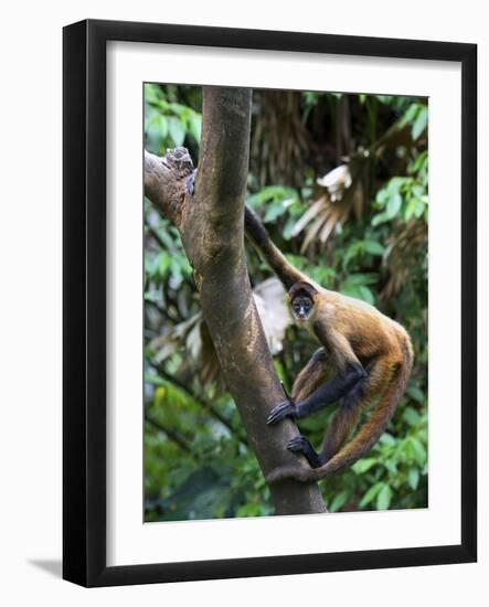 Geoffroy's Spider Monkey, Costa Rica-Andres Morya Hinojosa-Framed Photographic Print