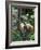 Geoffroy's Spider Monkey, Costa Rica-Andres Morya Hinojosa-Framed Photographic Print