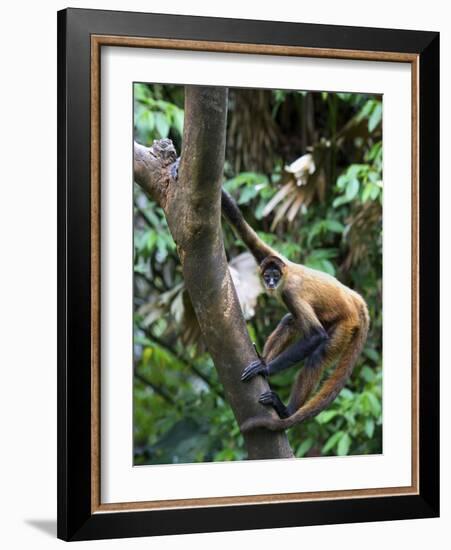 Geoffroy's Spider Monkey, Costa Rica-Andres Morya Hinojosa-Framed Photographic Print