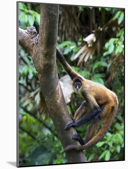 Geoffroy's Spider Monkey, Costa Rica-Andres Morya Hinojosa-Mounted Photographic Print