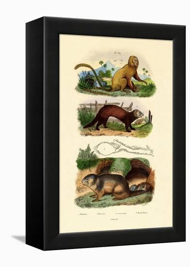 Geoffroy's Tamarin, 1833-39-null-Framed Premier Image Canvas