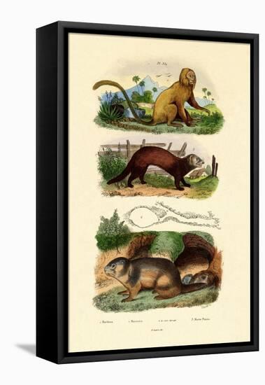 Geoffroy's Tamarin, 1833-39-null-Framed Premier Image Canvas