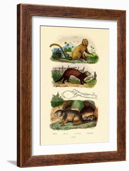 Geoffroy's Tamarin, 1833-39-null-Framed Giclee Print