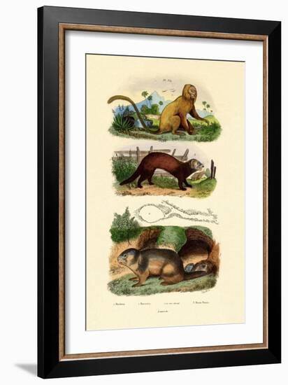 Geoffroy's Tamarin, 1833-39-null-Framed Giclee Print