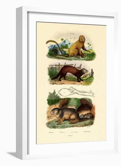 Geoffroy's Tamarin, 1833-39-null-Framed Giclee Print