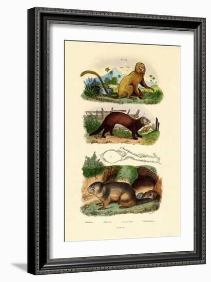 Geoffroy's Tamarin, 1833-39-null-Framed Giclee Print