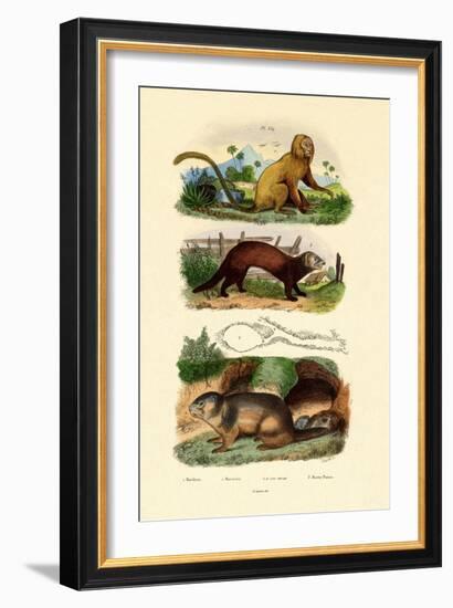 Geoffroy's Tamarin, 1833-39-null-Framed Giclee Print