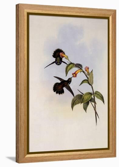 Geoffroy's Wedge-Bill, Schistes Geoffroyi-John Gould-Framed Premier Image Canvas