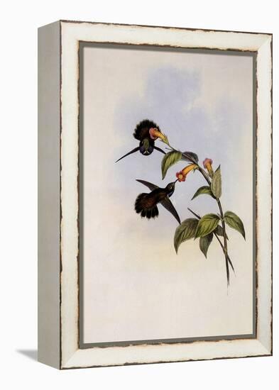 Geoffroy's Wedge-Bill, Schistes Geoffroyi-John Gould-Framed Premier Image Canvas