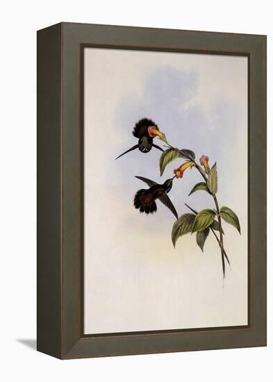 Geoffroy's Wedge-Bill, Schistes Geoffroyi-John Gould-Framed Premier Image Canvas