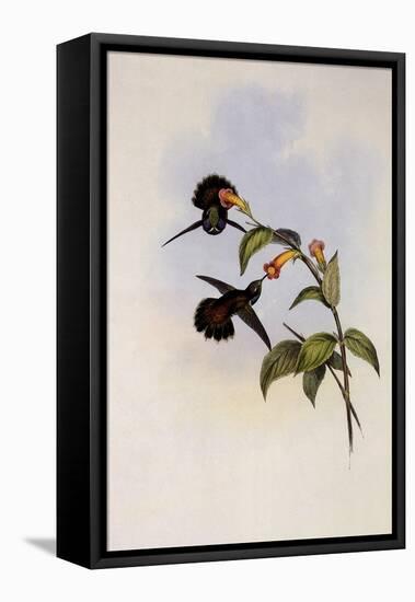 Geoffroy's Wedge-Bill, Schistes Geoffroyi-John Gould-Framed Premier Image Canvas