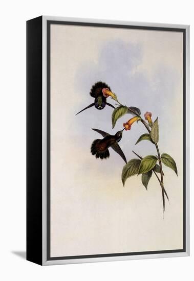 Geoffroy's Wedge-Bill, Schistes Geoffroyi-John Gould-Framed Premier Image Canvas