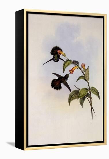 Geoffroy's Wedge-Bill, Schistes Geoffroyi-John Gould-Framed Premier Image Canvas