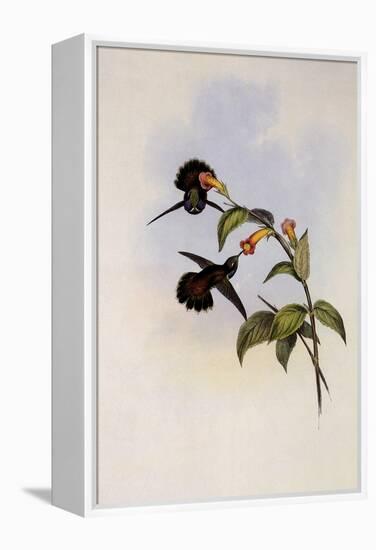 Geoffroy's Wedge-Bill, Schistes Geoffroyi-John Gould-Framed Premier Image Canvas