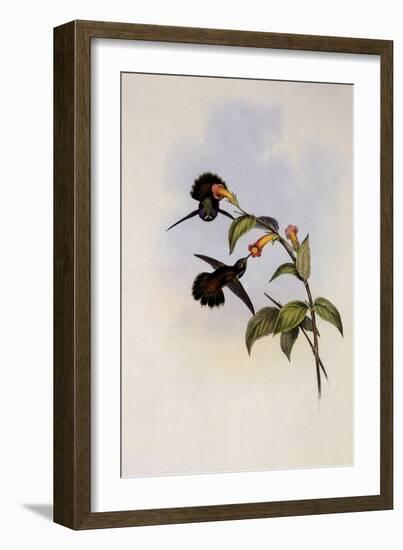 Geoffroy's Wedge-Bill, Schistes Geoffroyi-John Gould-Framed Giclee Print