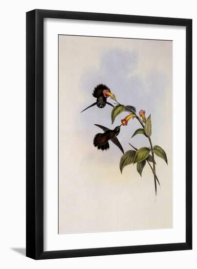 Geoffroy's Wedge-Bill, Schistes Geoffroyi-John Gould-Framed Giclee Print