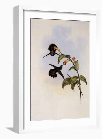 Geoffroy's Wedge-Bill, Schistes Geoffroyi-John Gould-Framed Giclee Print