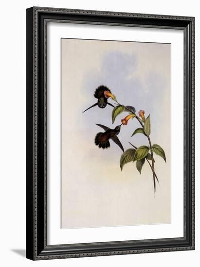 Geoffroy's Wedge-Bill, Schistes Geoffroyi-John Gould-Framed Giclee Print