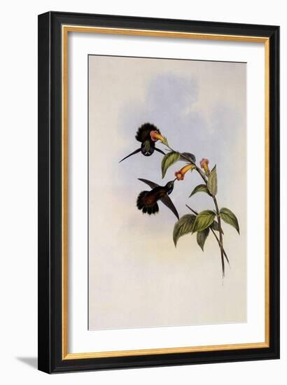 Geoffroy's Wedge-Bill, Schistes Geoffroyi-John Gould-Framed Giclee Print