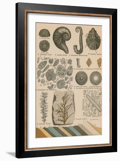 Geology and Paleontology, 1886-Science Source-Framed Giclee Print