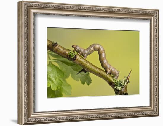 Geometer Moth (Geometridae) Caterpillar Also Known As A Looper Or Inch-Worm Caterpillar-Chris Mattison-Framed Photographic Print