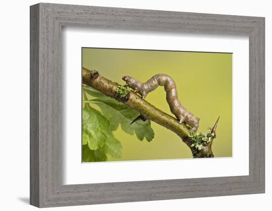 Geometer Moth (Geometridae) Caterpillar Also Known As A Looper Or Inch-Worm Caterpillar-Chris Mattison-Framed Photographic Print