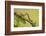 Geometer Moth (Geometridae) Caterpillar Also Known As A Looper Or Inch-Worm Caterpillar-Chris Mattison-Framed Photographic Print