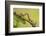 Geometer Moth (Geometridae) Caterpillar Also Known As A Looper Or Inch-Worm Caterpillar-Chris Mattison-Framed Photographic Print