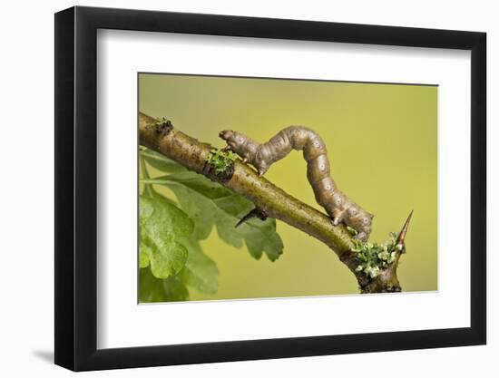 Geometer Moth (Geometridae) Caterpillar Also Known As A Looper Or Inch-Worm Caterpillar-Chris Mattison-Framed Photographic Print