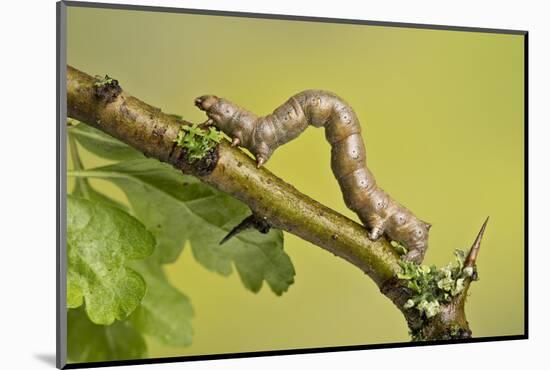 Geometer Moth (Geometridae) Caterpillar Also Known As A Looper Or Inch-Worm Caterpillar-Chris Mattison-Mounted Photographic Print