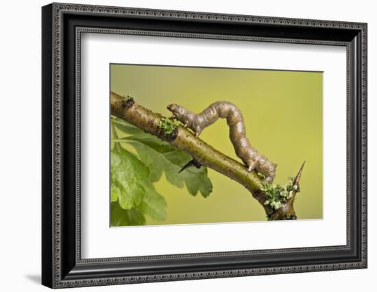 Geometer Moth (Geometridae) Caterpillar Also Known As A Looper Or Inch-Worm Caterpillar-Chris Mattison-Framed Photographic Print