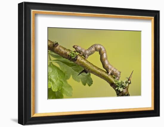 Geometer Moth (Geometridae) Caterpillar Also Known As A Looper Or Inch-Worm Caterpillar-Chris Mattison-Framed Photographic Print