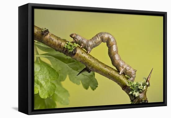 Geometer Moth (Geometridae) Caterpillar Also Known As A Looper Or Inch-Worm Caterpillar-Chris Mattison-Framed Premier Image Canvas