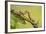 Geometer Moth (Geometridae) Caterpillar Also Known As A Looper Or Inch-Worm Caterpillar-Chris Mattison-Framed Photographic Print