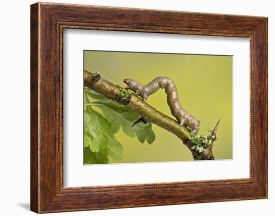 Geometer Moth (Geometridae) Caterpillar Also Known As A Looper Or Inch-Worm Caterpillar-Chris Mattison-Framed Premium Photographic Print